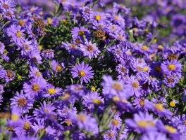 Aster's Delisting: What the Wash Trading Allegations Mean for its Price